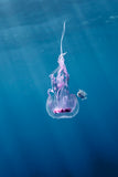 upside down Jellyfish and fish underwater in hawaii